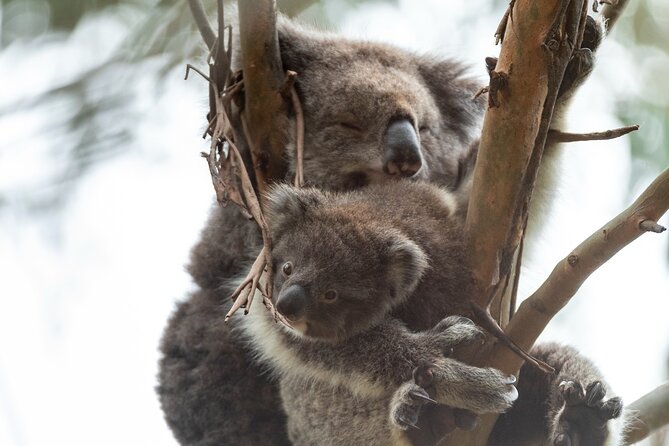 Great Ocean Road Coastal Spectcular with Wildlife Wonders - Lorne, the Memorial Archway, and Anglesea kangaroos: the stops that add variety