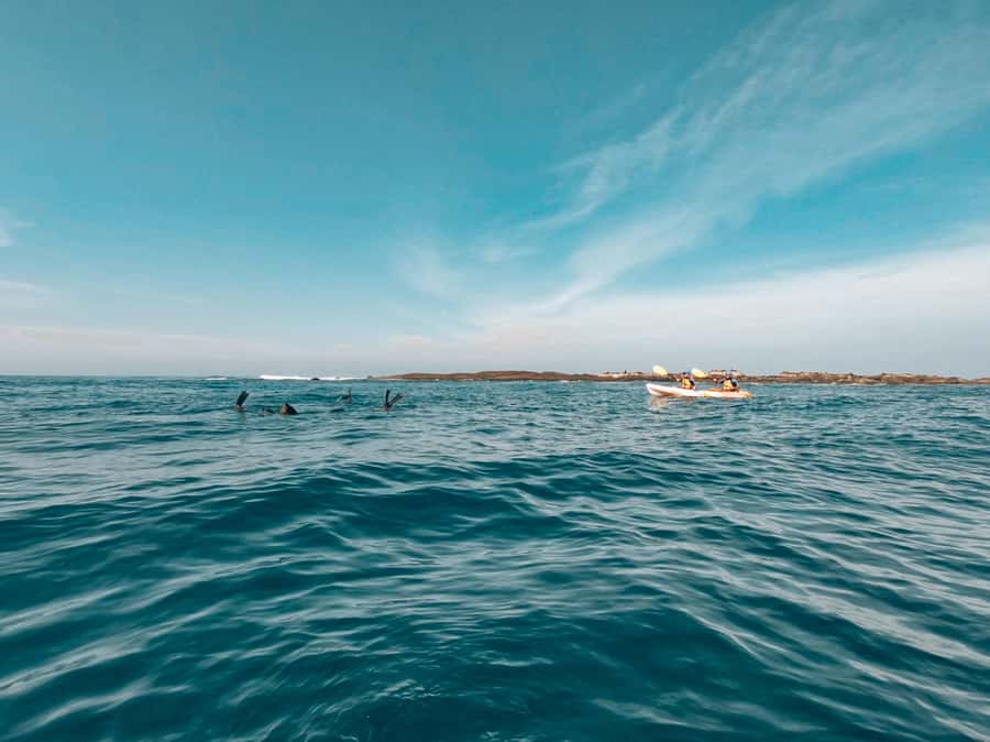 Great Ocean Road: Kayaking with Seals Tour - Marengo Reef Marine Sanctuary: the seal colony you’re paddling for