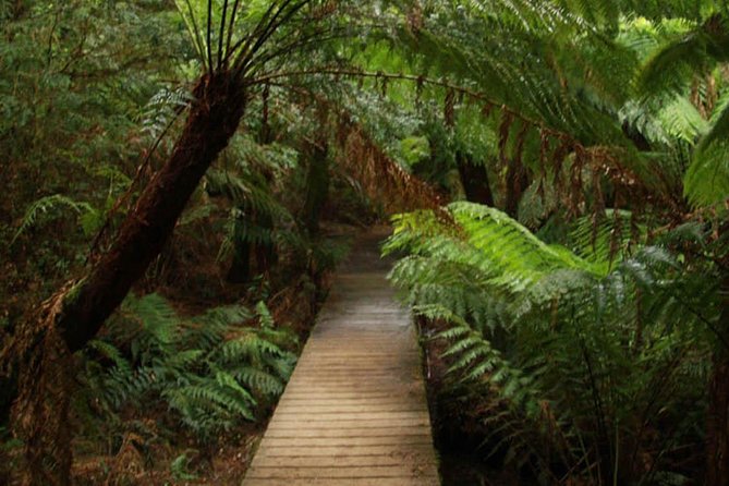 Great Ocean Road Medium Size Group Tour - Twelve Apostles Marine National Park: how to get the most from the 40 minutes