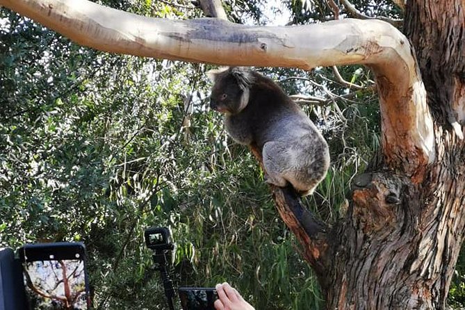 Great Ocean Road Medium Size Group Tour - Wildlife and rainforest walk chances: the fun bonus, with one honest caveat