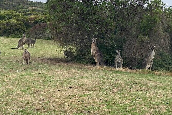 Great Ocean Road Private Tour In Luxury Vehicle.Customised Option - Kennet River for animals, then Anglesea for sweets and evening tea