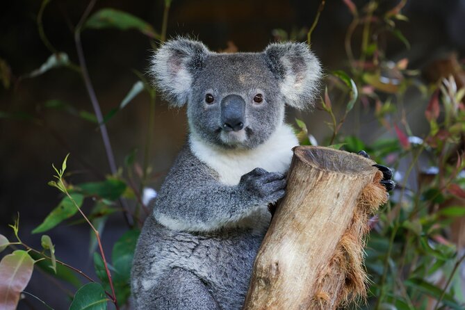 Great Ocean Road Reverse Tour with Iconic Stops & Wildlife - Key things to know before you go