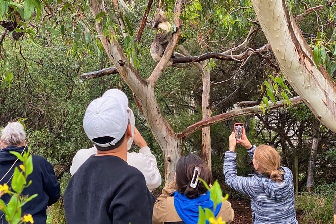 Great Ocean Road Small-Group Eco Tour from Melbourne - Great Otway National Park at Mait’s Rest: your “walk in the trees” moment