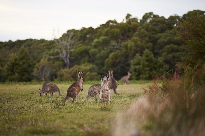 Great Ocean Road Small Group Tour with Dingos, Sparkling & Lunch - Apollo Bay and the Otway Ranges rainforest views on the return