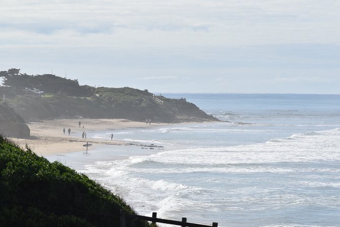 Great Ocean Road Tour Plus Koalas, Forest Walk and Morning Tea - Kennett River: koalas and parrots in natural habitat time