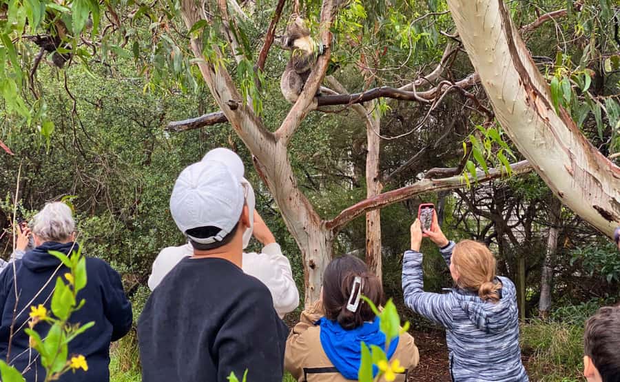 Great Ocean Road Tour w/ Deluxe Minibus & Top-Rated Guide - Maits Rest rainforest walk: why the inland stop matters