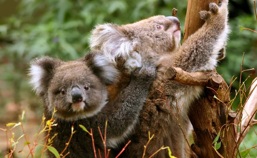 Great Ocean Road Tour w/ Deluxe Minibus & Top-Rated Guide - Port Campbell National Park: Twelve Apostles is the main event