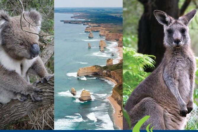Great Ocean Road Ultimate Two Day Tour - Day 2 starts with rain-forest air: Mait’s Rest and Castle Cove