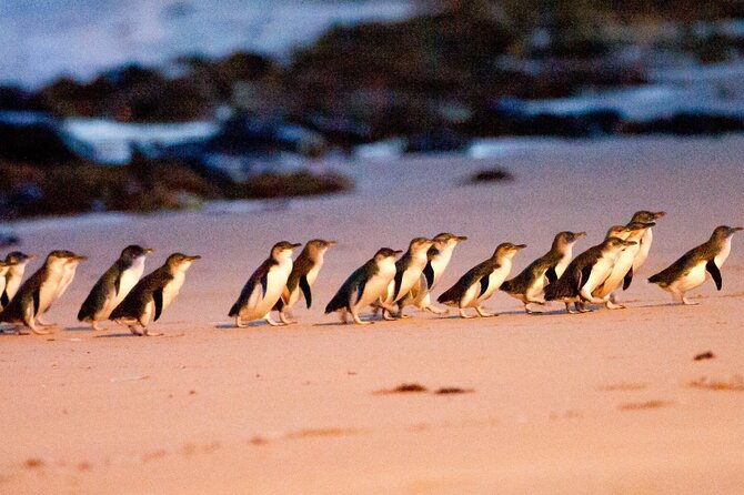 Half-Day or Full-Day Tour with Private Guide from Melbourne - Price and Value: When This Private Tour Actually Pays Off