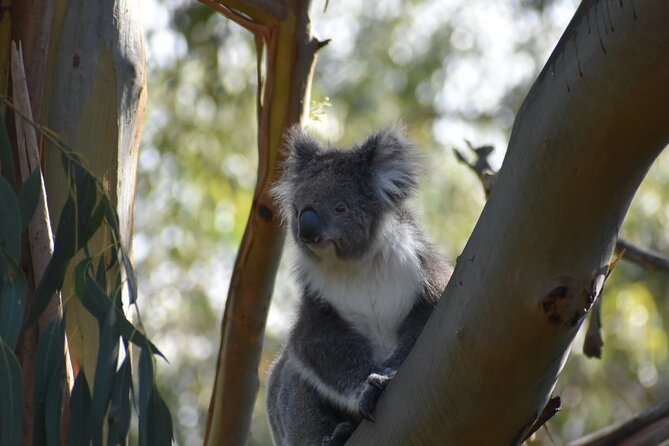 Healesville Sanctuary And Phillip Island Wildlife Bus Tour - Timing, pace, and what to pack for an 11-hour wildlife day