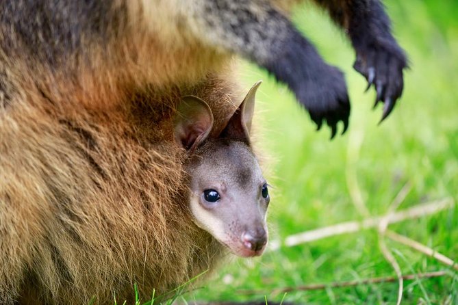 Healesville Sanctuary General Entry Ticket - Keeper talks and presentations: included value that’s easy to miss