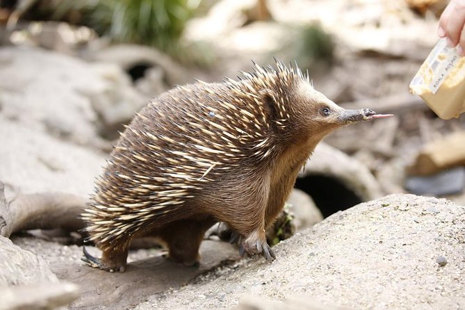 Healesville Sanctuary General Entry Ticket - The platypus exhibit: the big reason many people plan Healesville