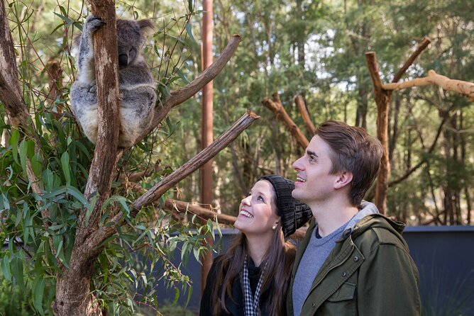 Koala Experience at Healesville Sanctuary - excl. entry - Key things to know before you go