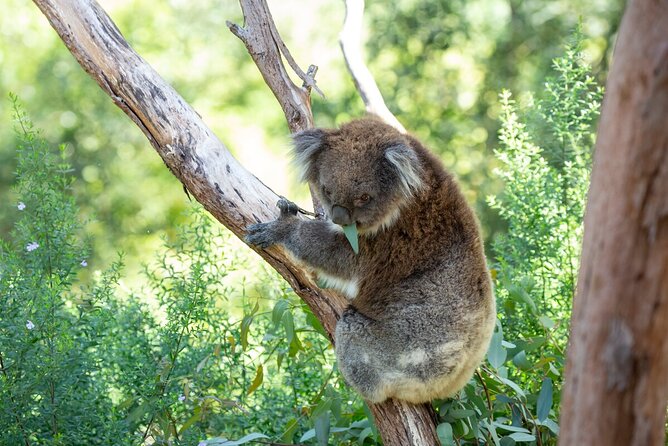 Koala Experience at Healesville Sanctuary - excl. entry - Koala Experience basics: what you’re actually buying