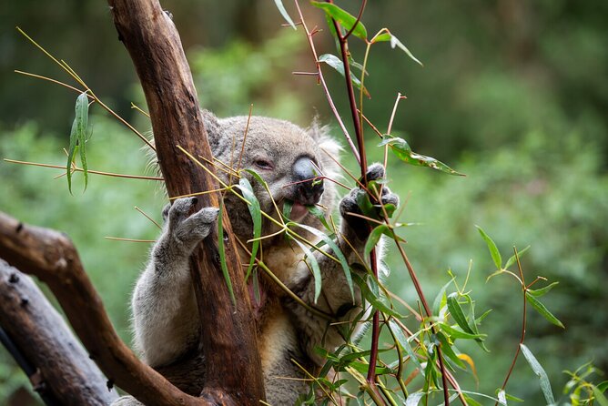 Koala Experience at Healesville Sanctuary - excl. entry - Price and value: $27.97 without general admission