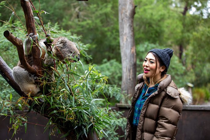 Koala Experience at Healesville Sanctuary - excl. entry - Small group size (up to 8) and the no-contact trade-off