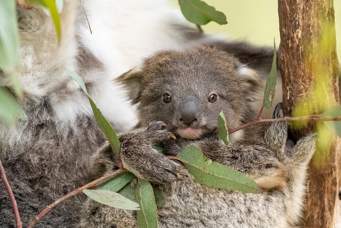 Koala Experience at Healesville Sanctuary - excl. entry - Getting there from Melbourne: plan transport ahead