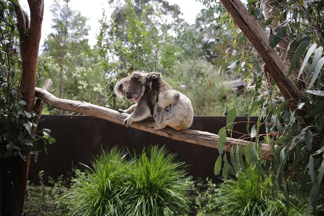 Koala Experience at Healesville Sanctuary - excl. entry - Behind the gate at Healesville Sanctuary: how your viewing works