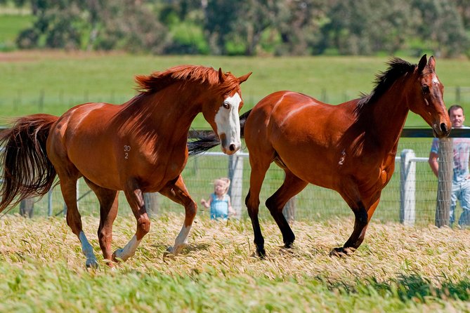Living Legends Champion Racehorse Guided Tour - What happens on the guided stable tour (and why it matters)