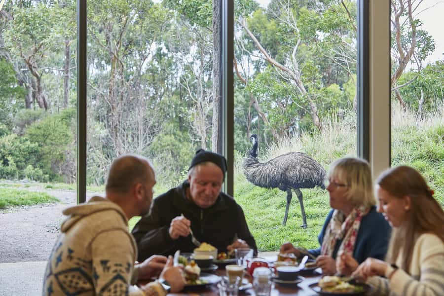 Luxe Bus Great Ocean Road Coastal Spectacular - Gorge Chocolates stop: tasting sweets and meeting suri alpacas