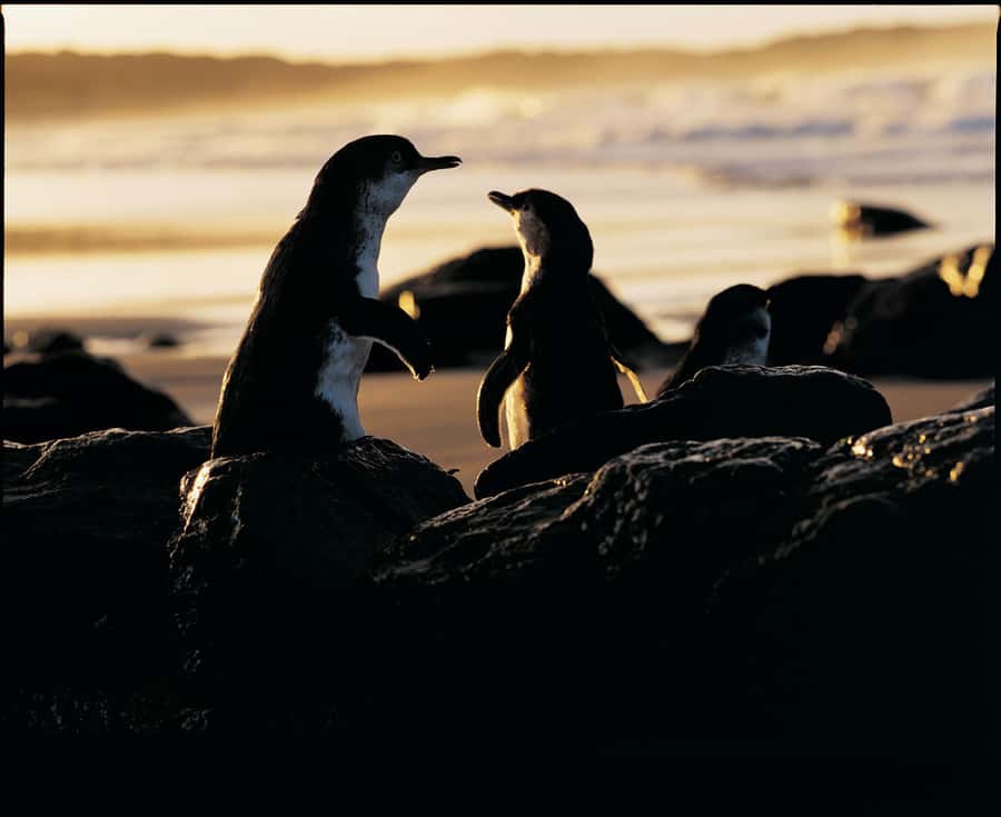 Luxury Phillip Island Tour for Families & Explorers 10 Max - Key highlights you’ll care about