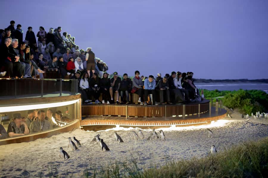 Luxury Phillip Island Tour for Families & Explorers 10 Max - Why Phillip Island makes sense as a family-and-explorer day
