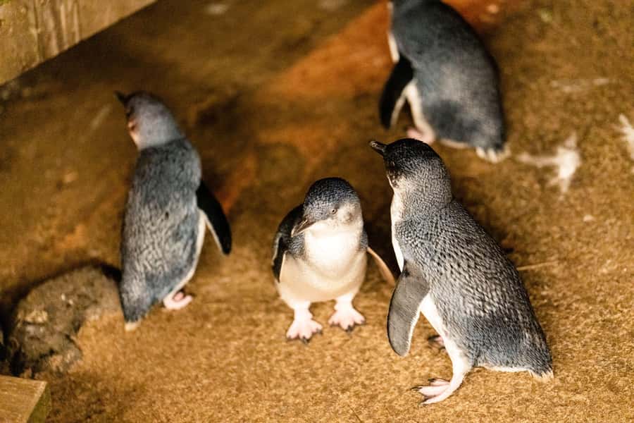 Luxury Phillip Island Tour for Families & Explorers 10 Max - Moonlit Sanctuary: close-up wildlife time you’ll actually remember