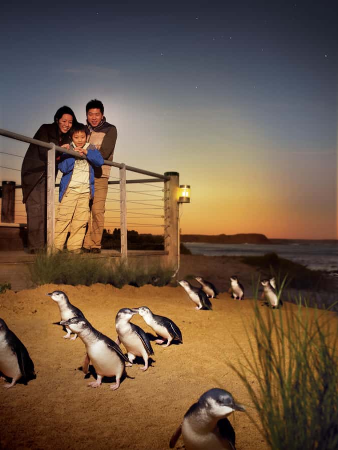 Luxury Phillip Island Tour for Families & Explorers 10 Max - Your sweet-or-seaside choice: chocolate factory or Cape Woolamai Beach