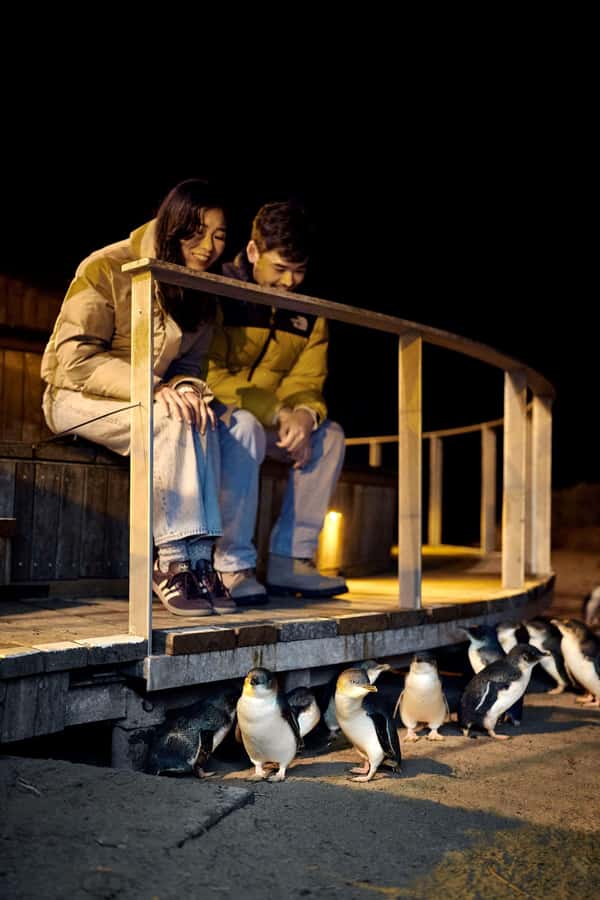 Luxury Phillip Island Tour for Families & Explorers 10 Max - The road wildlife: wallabies and Cape Barren geese along the way