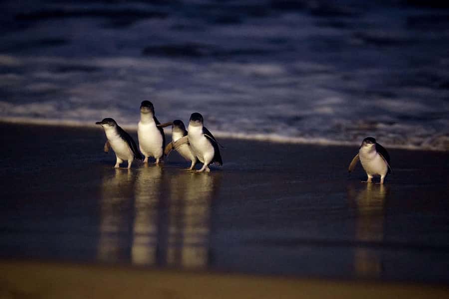 Luxury Phillip Island Tour for Families & Explorers 10 Max - How the day is paced (and why it feels worth the ticket)