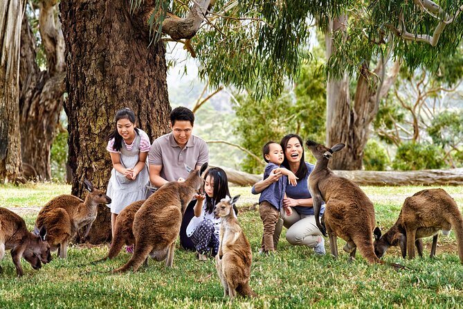 Luxury Phillip Island Tour for Families & Explorers [up to 10Pax] - The Big Picture: What This Day Trip Feels Like