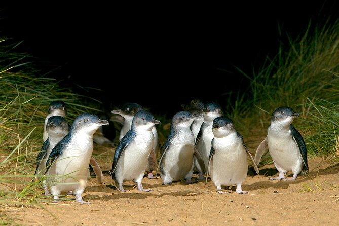 Luxury Phillip Island Tour for Families & Explorers [up to 10Pax] - The Nobbies: Coast Views That Feel Bigger Than the Time Slot