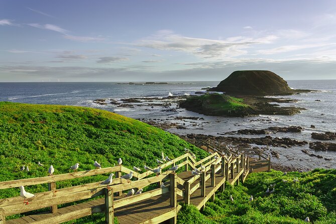 Luxury Phillip Island Tour for Families & Explorers [up to 10Pax] - Penguin Parade at Sunset: Why This Is the Main Reason to Go