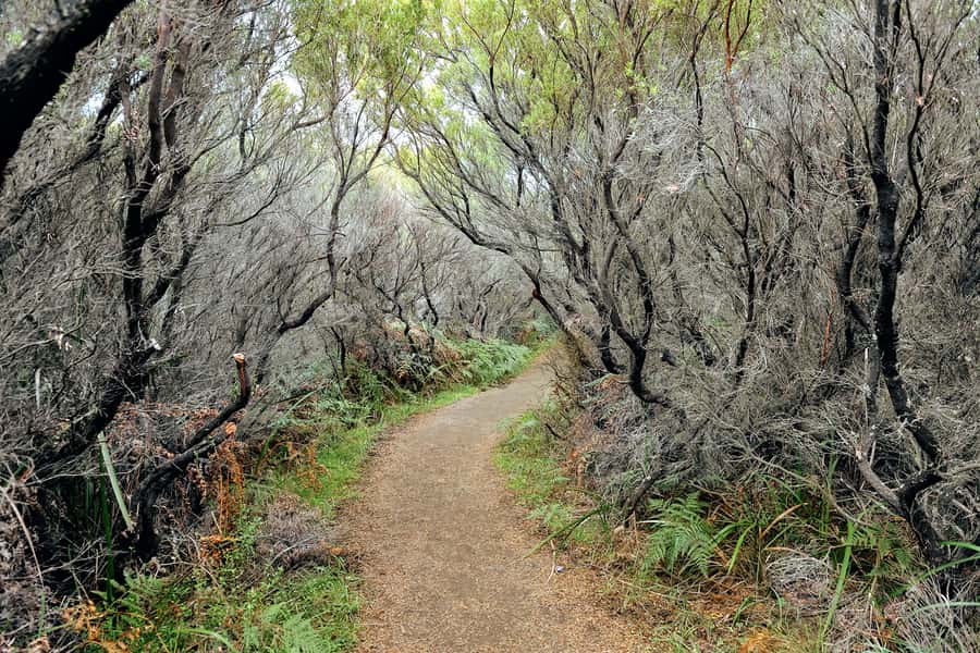 Melbourne: 12 Apostles, Otways & Great Ocean Road Day Tour - Redwood Forest on the Great Ocean Road: a California-like breather