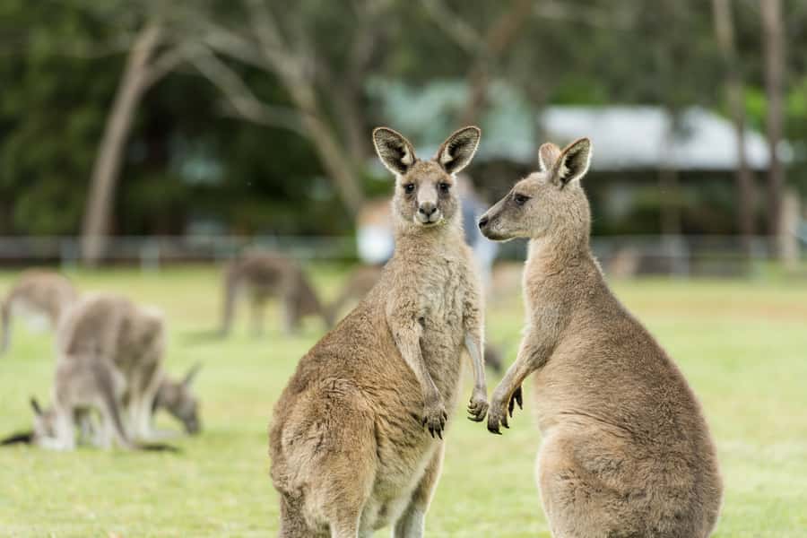 Melbourne: 2-Day Great Ocean Road & Grampians Tour - Great Ocean Road meets the Grampians: why this two-day combo works