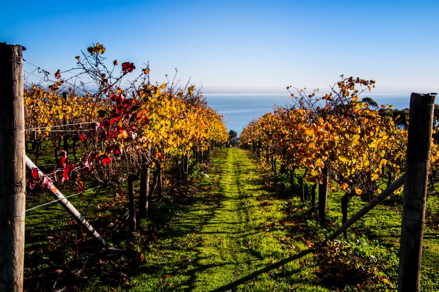 Melbourne: Around the Bay Food & Wine Taste Trail - Two Peninsulas, One Long Taste Trail (and Why That Works)