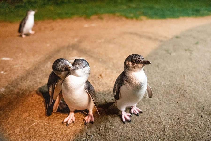 Melbourne: Boutique Phillip Island Wine, Dine & Penguin Tour - Quick hits: what makes this Phillip Island day trip work