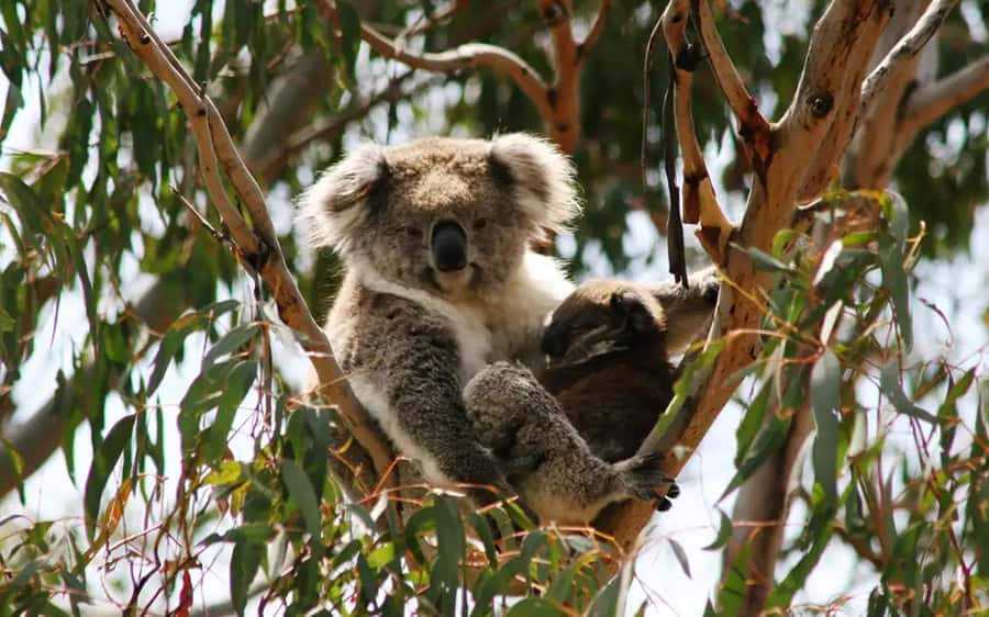 Melbourne: Boutique Phillip Island Wine, Dine & Penguin Tour - Price and pacing: what $162 buys you on an 11-hour day trip