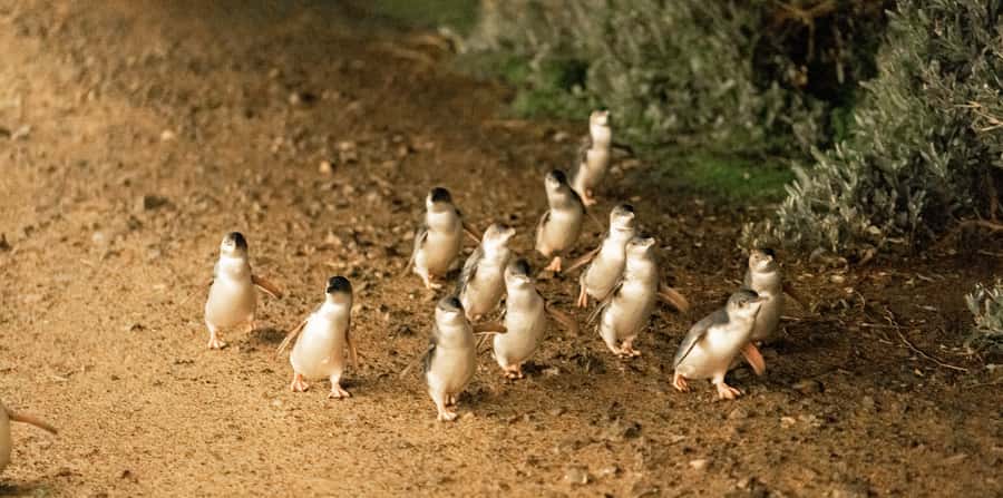Melbourne: Boutique Phillip Island Wine, Dine & Penguin Tour - Who this tour is best for (and who might not love it)