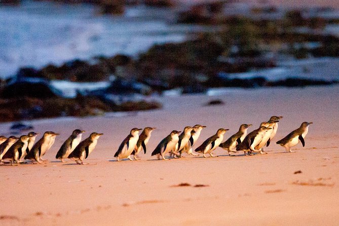 Melbourne City Card (3 Days): Visit Unlimited Attractions! - Another wildlife day: Healesville Sanctuary and why it’s worth a full block