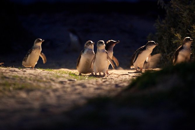 Melbourne City Tour and Phillip Island in One Day - Moonlit Sanctuary: your wildlife reset before the drive to Phillip Island