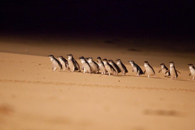 Melbourne Combo: Great Ocean Road Day Trip and Phillip Island Day Trip from Melbourne - Key highlights you’ll feel on the ground