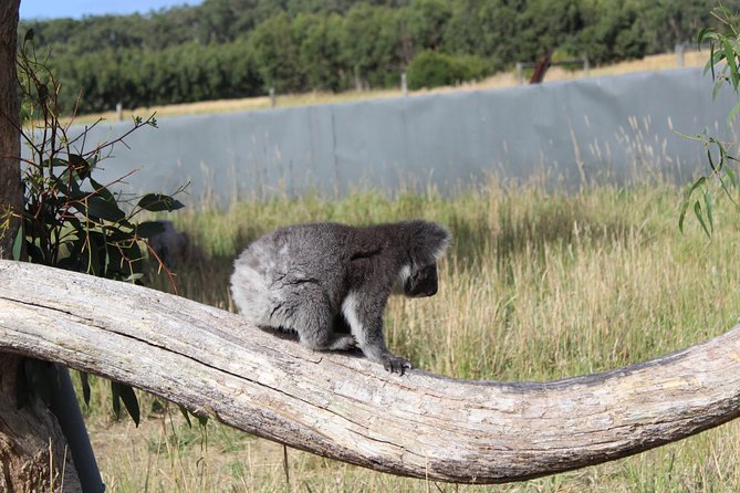 Melbourne Combo: Great Ocean Road Day Trip and Phillip Island Day Trip from Melbourne - Penguin Parade at dusk: what to expect (and what to bring)