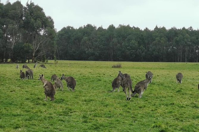 Melbourne Combo: Great Ocean Road Day Trip and Phillip Island Day Trip from Melbourne - The real logistics: a combo that needs a little scheduling sense