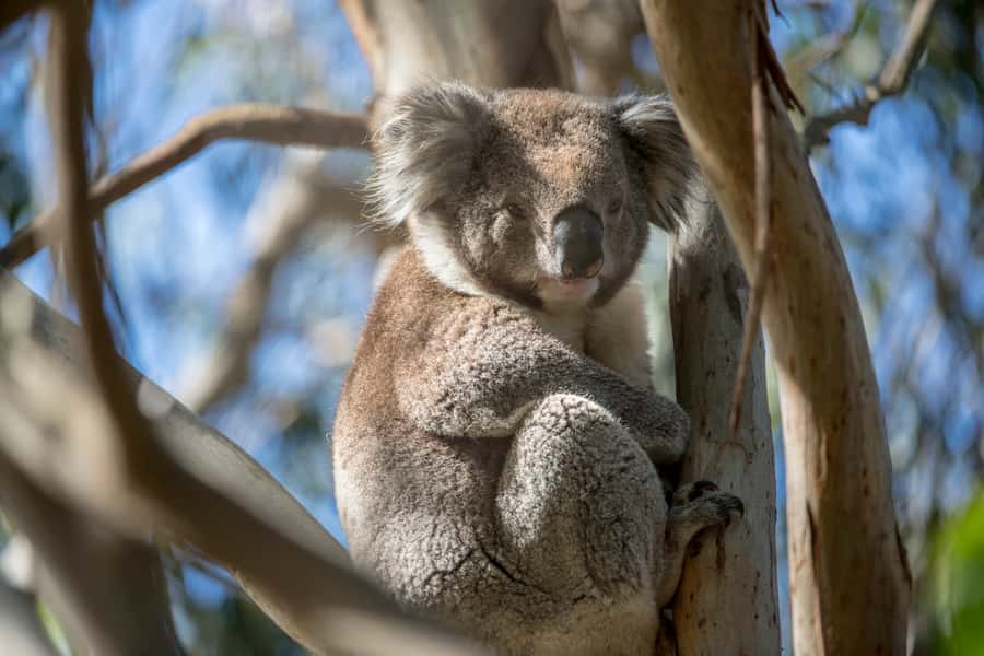 Melbourne: French and Phillip Island Wildlife Expedition - French Island ferry start: the calm way to begin wildlife day
