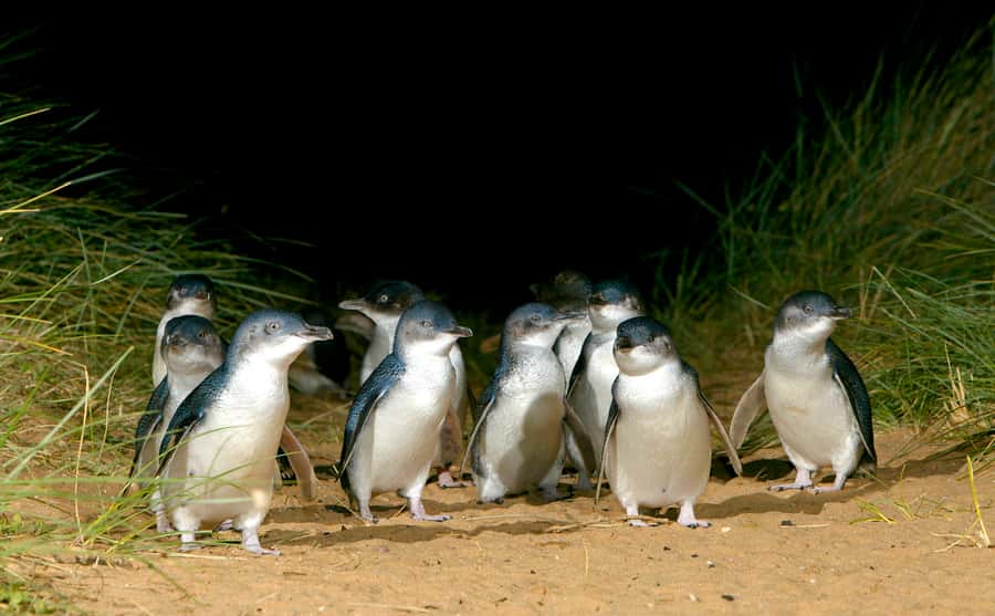 Melbourne: French and Phillip Island Wildlife Expedition - Koalas, wildlife spotting, and why the guide matters more than the route