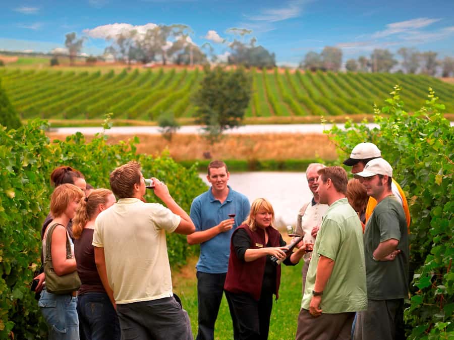 Melbourne: Full-Day Yarra Valley Wine Experience with Lunch - The Big Picture: Four Wineries, One Guided Day from Melbourne