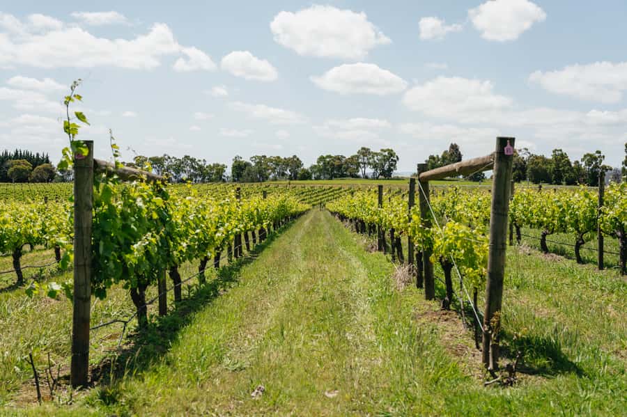 Melbourne: Full-Day Yarra Valley Wine Experience with Lunch - Greenstone Vineyards: Cellar Door Basics Done Right