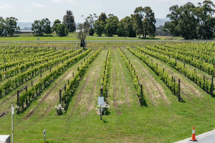 Melbourne: Full-Day Yarra Valley Wine Experience with Lunch - How the Day Feels: Pacing, Pairing, and Staying Comfortable