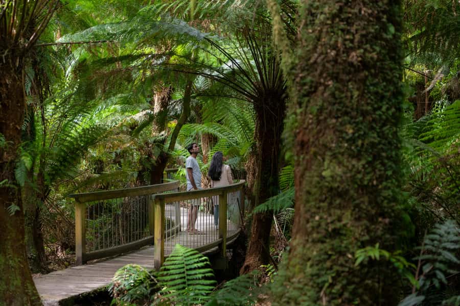 Melbourne: Great Ocean Road, 12 Apostles & Rainforest Tour - Key highlights worth your time